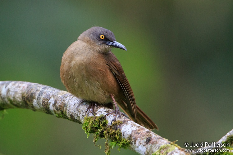 Brown Trembler, Guadeloupe National Park, Guadeloupe